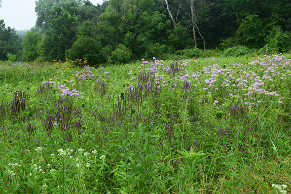 Wild bergamot, goldenrod, vervain, common boneset and mountain mint are flowing in the prairie surrounding South Pine Creek.